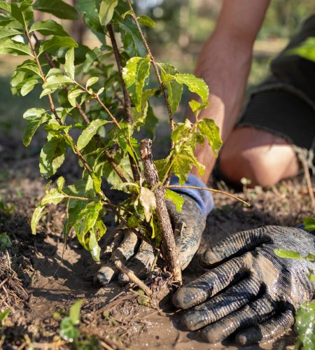 close-up-on-planting-new-plants-in-nature