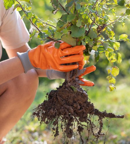 close-up-on-planting-new-plants-in-nature(1)