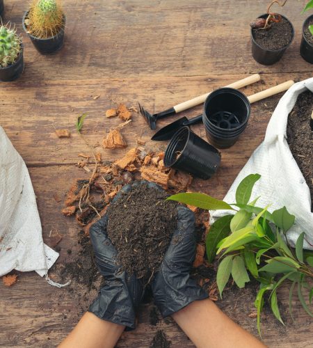 closeup-picture-of-gardener-s-hands-planting-plant