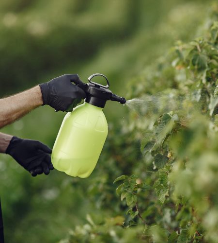 farmer-spraying-vegetables-in-the-garden-with-herbicides-man-in-black-apron